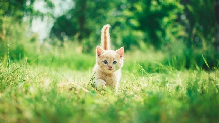 12 con giáp và những lưu ý phong thủy cho tuổi Quý Mão