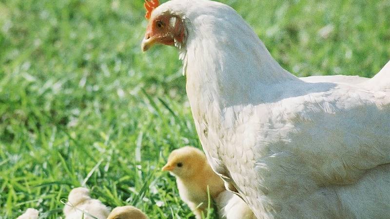Linh vật may mắn của Cự Giải: Gà Mái