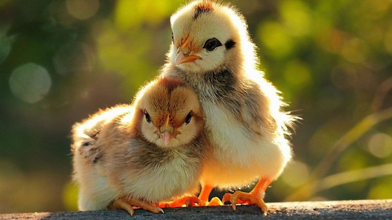 La bàn phong thủy chỉ hướng tốt để xây nhà cho gia chủ sinh năm Ất Dậu