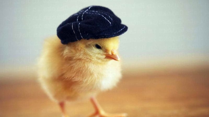 2005 tuổi là tuổi con gì: Giải mã vận mệnh Ất Dậu toàn diện