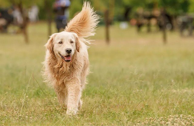 Nữ sinh năm 1982 lấy chồng tuổi nào hợp để chọn năm cưới tốt