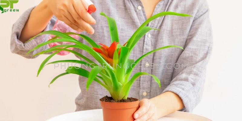 Hướng dẫn cách chăm sóc cây phong lộc hoa để cây luôn tươi tốt và phát triển.