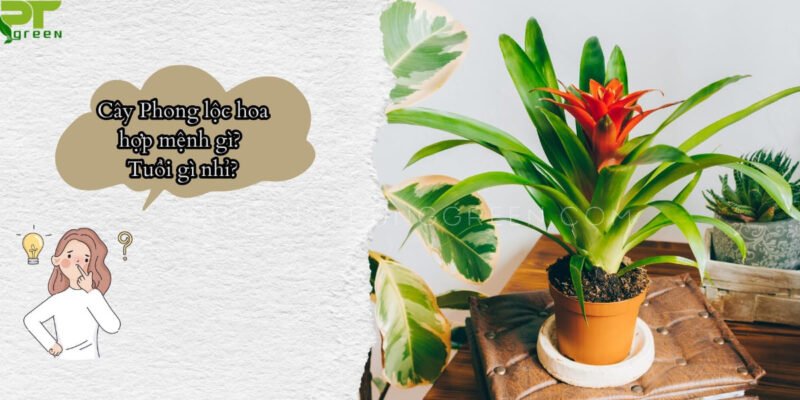 Ý nghĩa phong thủy của cây phong lộc hoa trong không gian sống.