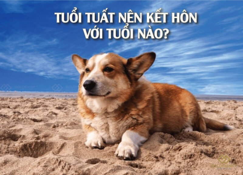 Người tuổi Tuất hợp với người Tuổi Dần, Ngọ hoặc Mão trong hôn nhân để có cuộc sống viên mãn