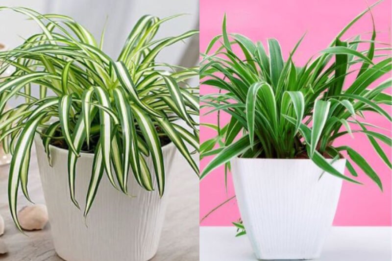 So sánh đặc điểm lá cây lan chi và mẫu tử