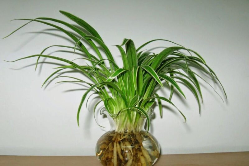 Cây lan chi dùng làm thảo dược quý trong y học cổ truyền