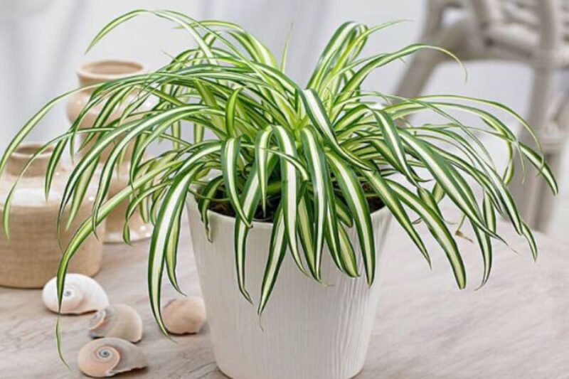 Cây lan chi hợp tuổi nào mang lại may mắn cho gia chủ