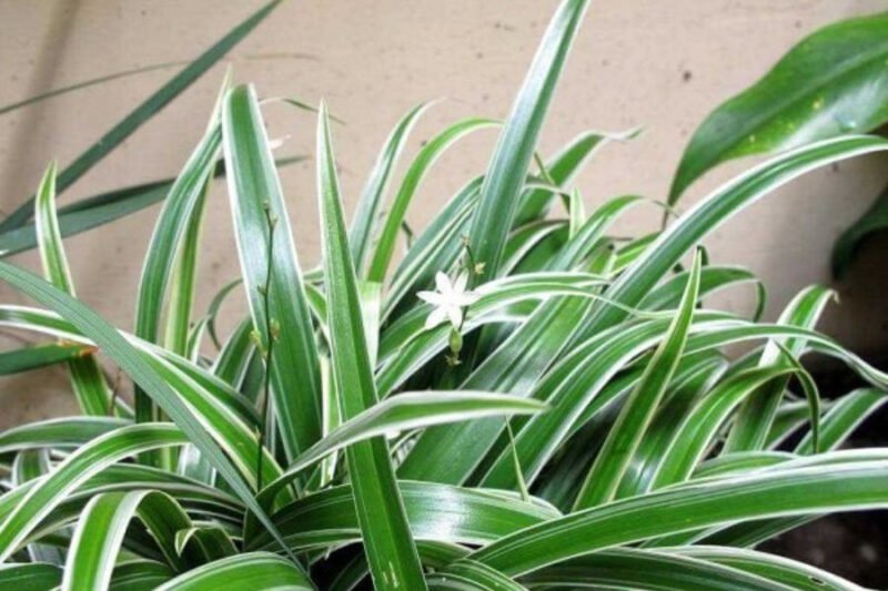 Chăm sóc cây lan chi với nguồn nước tưới sạch và phù hợp