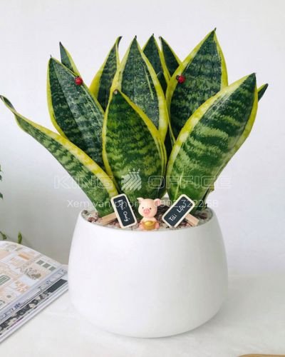 Cây Lưỡi Hổ phong thủy mang lại may mắn cho tuổi Bính Thìn 1976