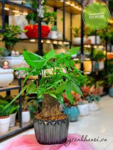 Cây kim ngân nhỏ đặt trên bàn làm việc, thu hút may mắn