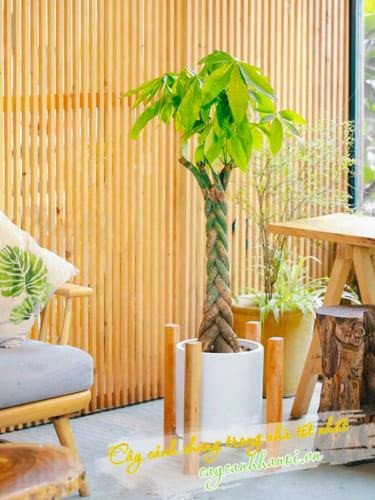 Cây kim ngân xanh tươi tô điểm cho không gian nội thất