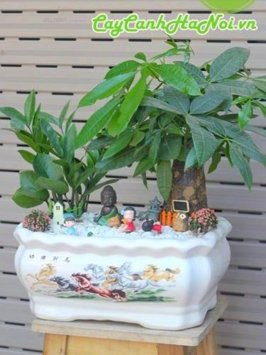 Cây kim ngân biểu tượng của sự thịnh vượng trong phong thủy