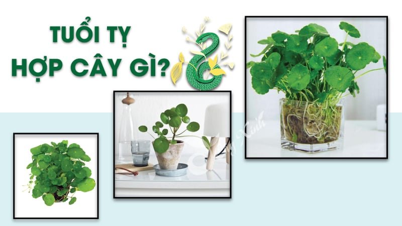 Bộ sưu tập cây cảnh phong thủy đẹp mắt, phù hợp với người tuổi Tỵ, giúp giải đáp tuổi Tỵ hợp với con tuổi nào để trồng cây.