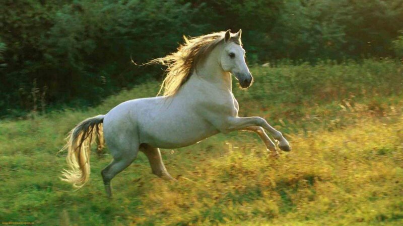 Dự đoán chi tiết vận số của các tuổi trong năm Bính Ngọ 2026 mệnh gì