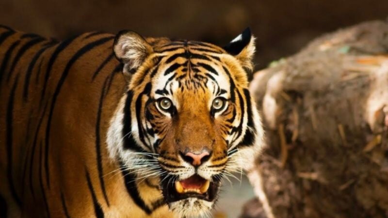 Tổng quan vận mệnh 12 con giáp trong năm 2026 tuổi Bính Ngọ mệnh gì