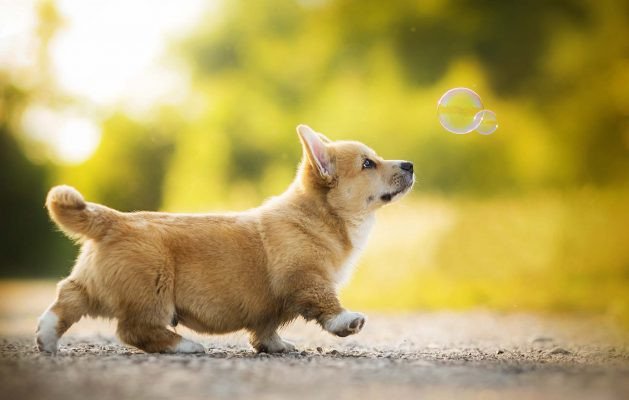 Tổng hợp các năm sinh của người tuổi Tuất và mệnh ngũ hành