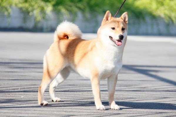 Tuổi Tuất Là Con Gì? Giải Mã Đặc Điểm Và Vận Mệnh Chi Tiết