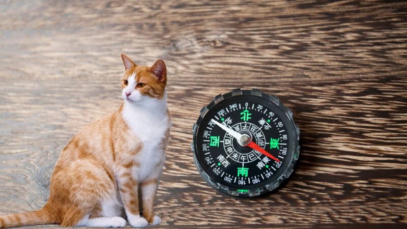 Sinh Năm 1975 Là Tuổi Con Gì? Giải Mã Vận Mệnh Ất Mão Toàn Diện