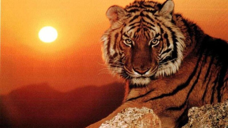 Nam giới tuổi Giáp Dần 1974 với tính cách mạnh mẽ, quyết đoán