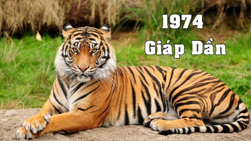 Giải Mã 74 Là Tuổi Con Gì: Vận Mệnh Giáp Dần Chi Tiết