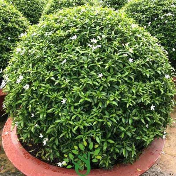 Tìm hiểu mai vạn phúc hợp tuổi nào trong phong thủy