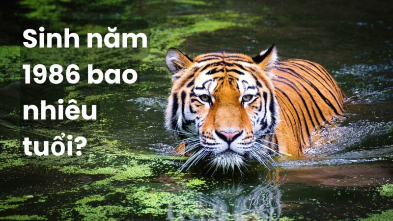 Người tuổi Dần sinh năm 1986 bao nhiêu tuổi