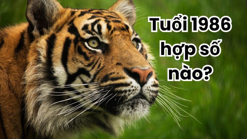 Các con số may mắn cho người sinh năm 1986