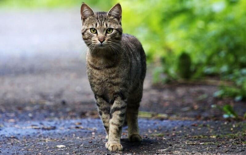 Con giáp Mão của người sinh năm 1999