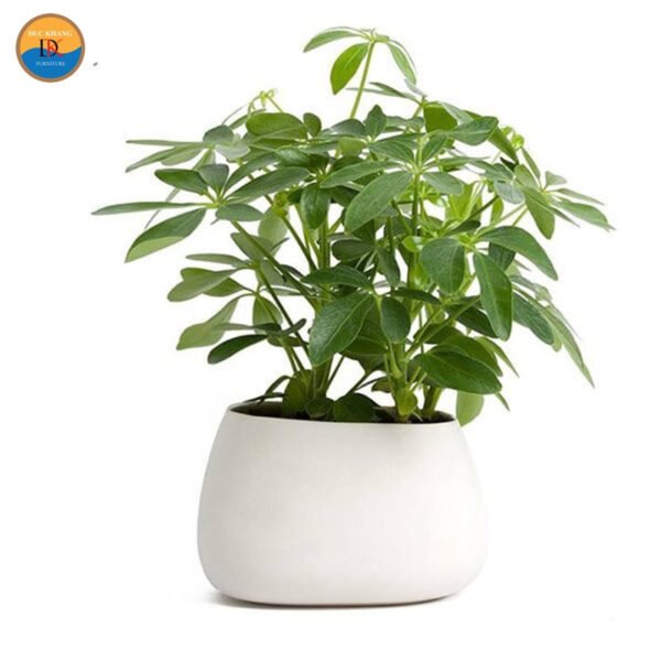 Chăm sóc ánh sáng và phân bón cho Ngũ Gia Bì