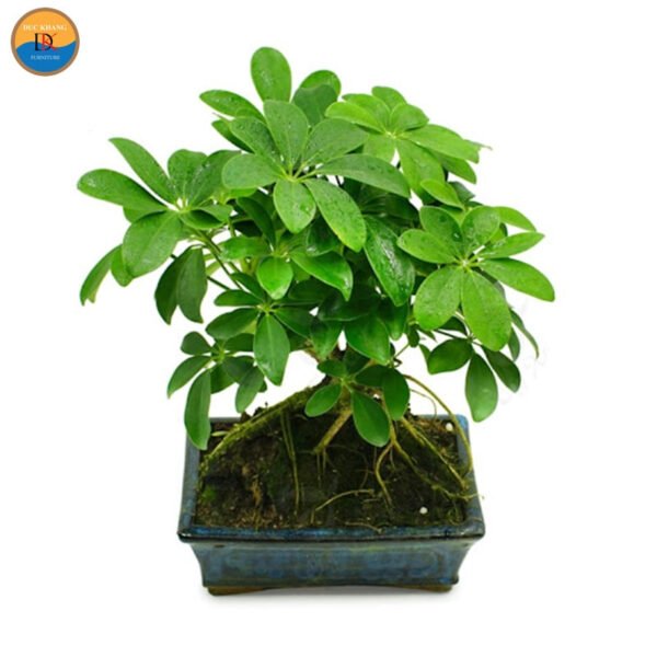 Cây Ngũ Gia Bì Hợp Tuổi Gì: Giải Đáp Phong Thủy Toàn Diện