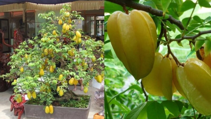 Gia chủ mệnh Mộc hoặc mệnh Hỏa trồng cây khế trước sân nhà để chiêu tài lộc và vận khí tốt