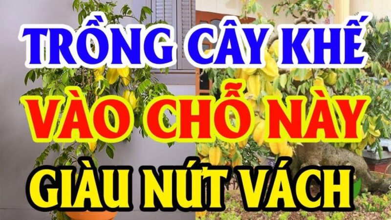 Tuổi Nào Hợp Trồng Cây Khế Để Thu Hút Tài Lộc, May Mắn?