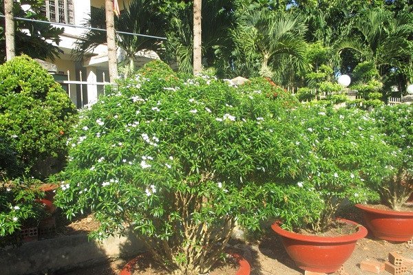 Hướng dẫn chi tiết cách chăm sóc cây mai vạn phúc nở hoa đẹp