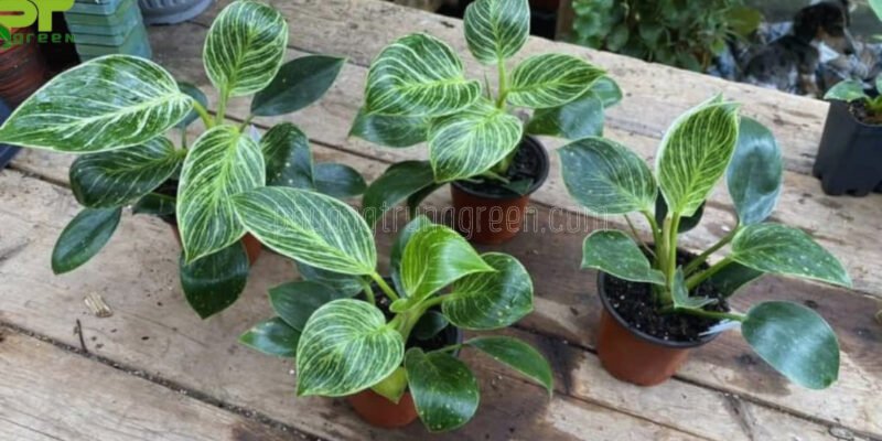 Hình ảnh cây Trầu Bà Kim Cương biểu tượng cho ý chí kiên cường và may mắn
