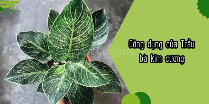 Chậu Trầu Bà Kim Cương xanh tốt mang lại công dụng lọc không khí