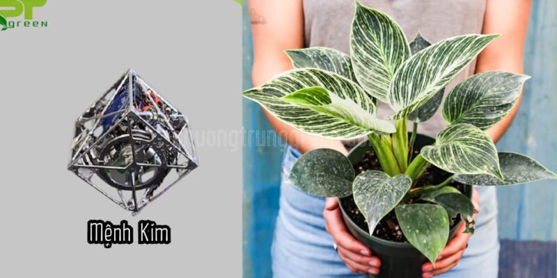 Trầu Bà Kim Cương với những đường vân ánh kim phù hợp nhất với người mệnh Kim