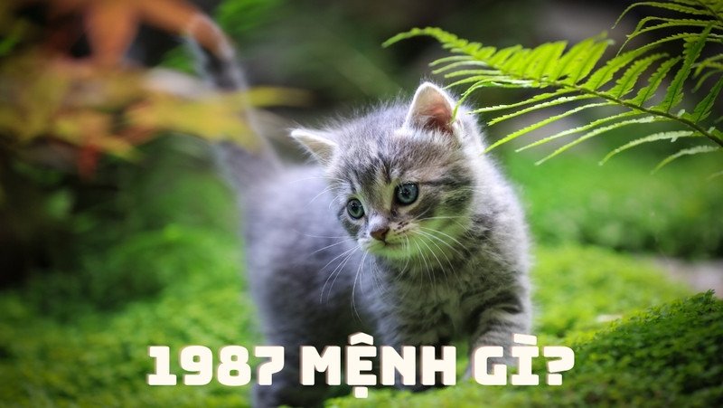 Tính cách đặc trưng của nam nữ Đinh Mão 1987
