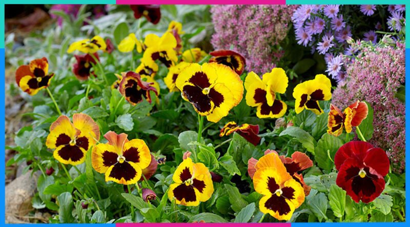 Hoa Pansy kiên cường, nở rộ quanh năm, tượng trưng cho sự bền bỉ của Ma Kết