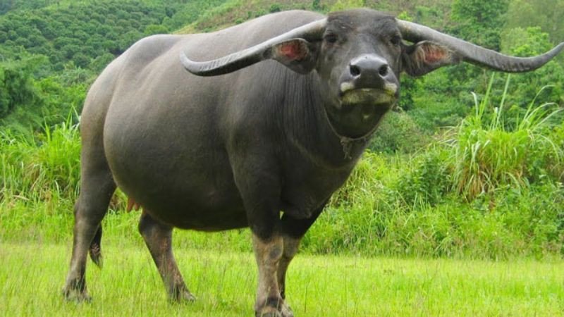 Tuổi hợp làm ăn và kết hôn của người sinh năm 1997 tuổi Đinh Sửu