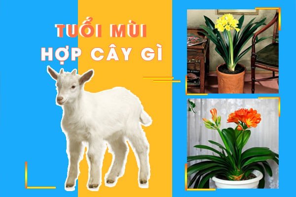 Cây cảnh phong thủy hợp tuổi Mùi, đặc biệt là Đinh Mùi mệnh Thủy