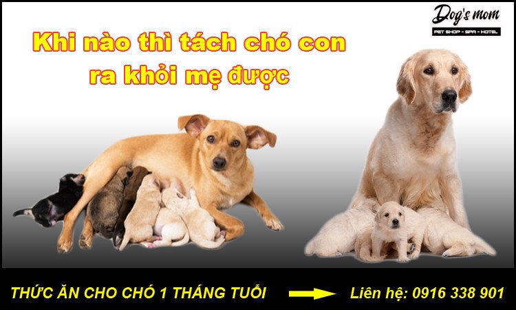 chó con 20 ngày tuổi và mẹ