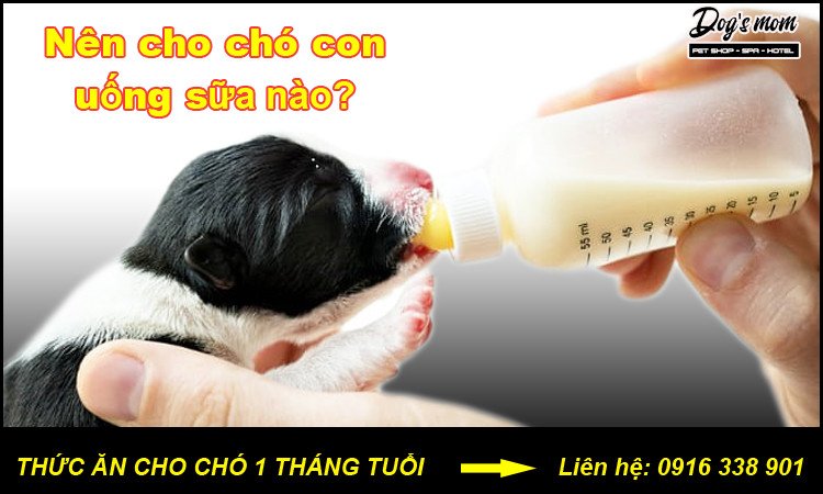 chó con 20 ngày tuổi uống sữa bổ sung dinh dưỡng