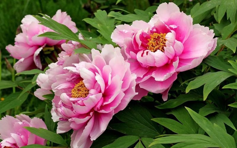 Hoa Mẫu Đơn kiêu sa biểu tượng cho sự mãnh liệt của Bò Cạp
