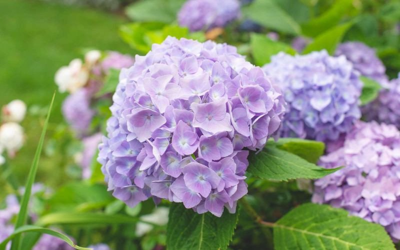 Hoa Cẩm Tú Cầu đa sắc tượng trưng cho sự hài hòa của Thiên Bình