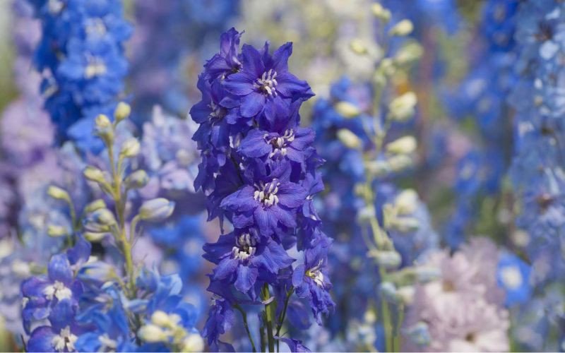 Hoa Phi Yến thanh lịch tượng trưng cho sự chính trực của Ma Kết