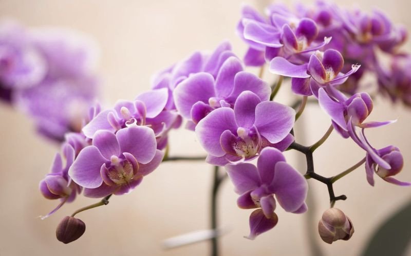 Hoa Lan độc đáo tượng trưng cho sự sáng tạo của Bảo Bình