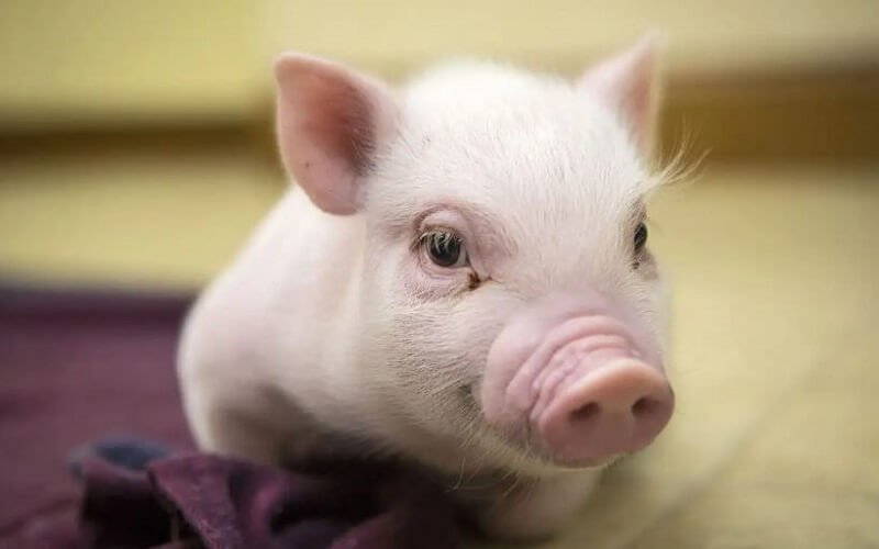 Nữ 2007 hợp với nam tuổi nào để viên mãn hạnh phúc?