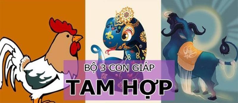 Tuổi Sửu hợp với tuổi Tỵ và Dậu