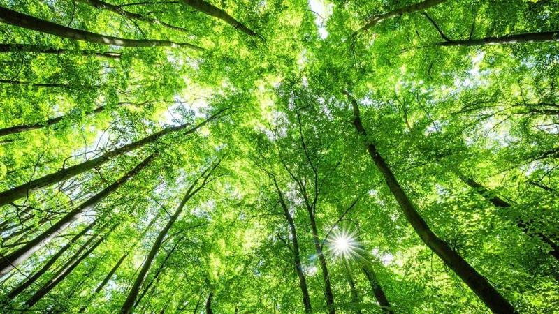 Màu xanh lá cây tượng trưng cho may mắn của cung Thiên Bình, phù hợp với người sinh tháng 10.