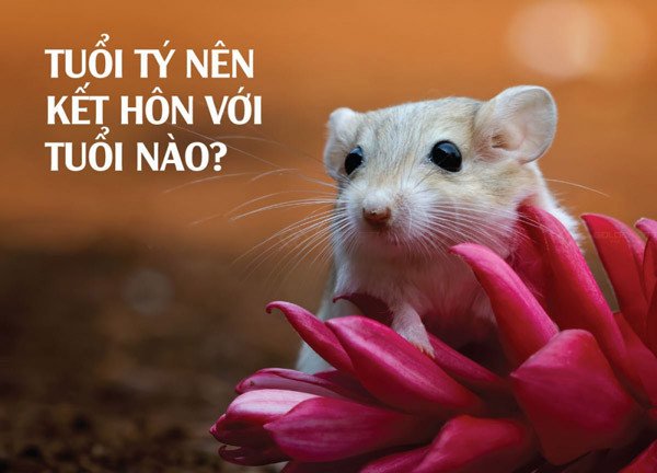 Nam Tuổi Tý Hợp Nữ Tuổi Gì: Giải Mã Hôn Nhân Viên Mãn